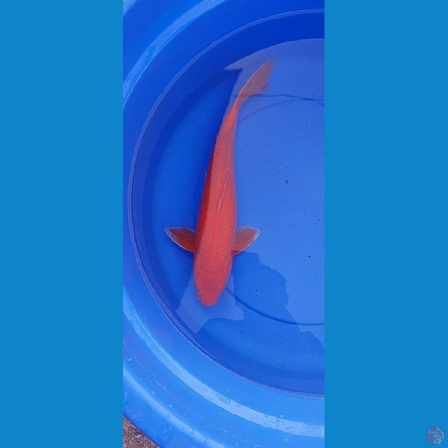 Red Karashi MataMerah