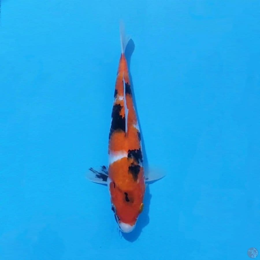 4. SHOWA 28 CM FEMALE