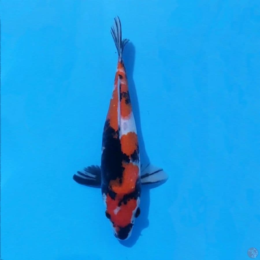 5. SHOWA 27 CM FEMALE