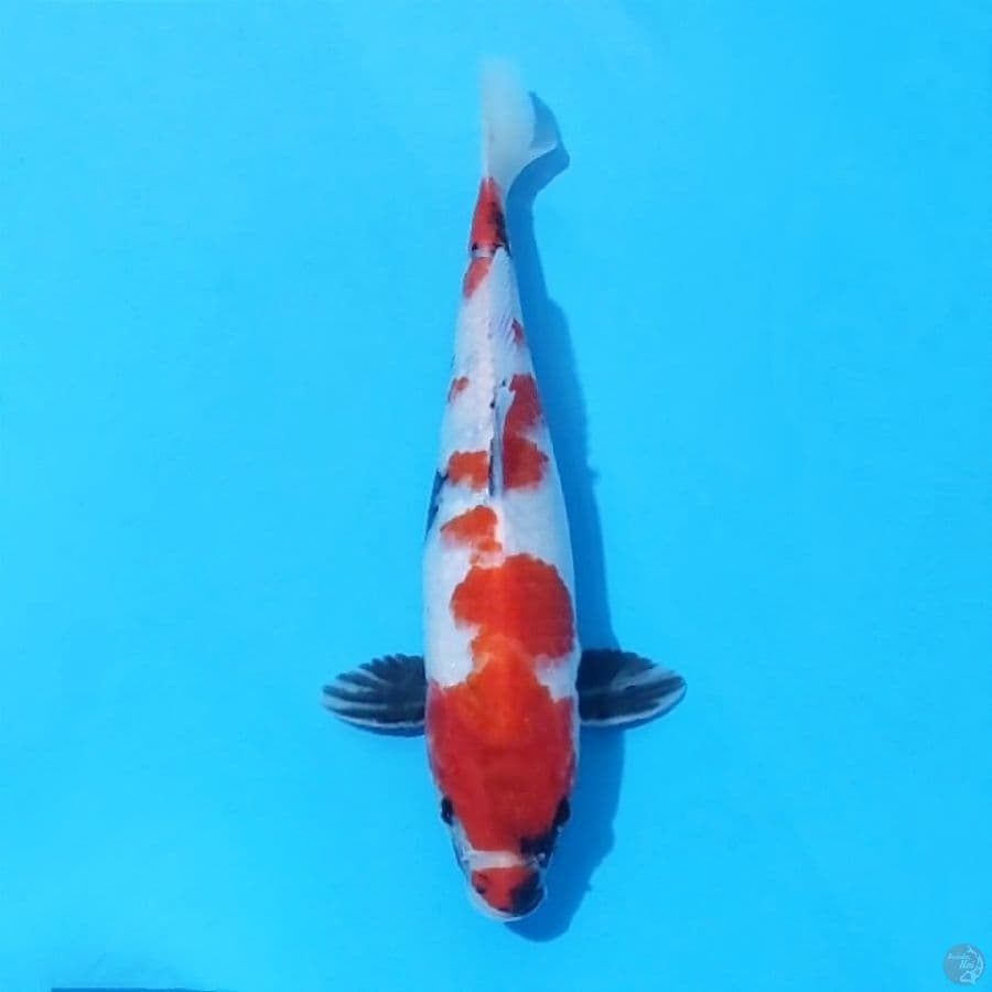 10. SHOWA TATEGOI 25 CM FEMALE