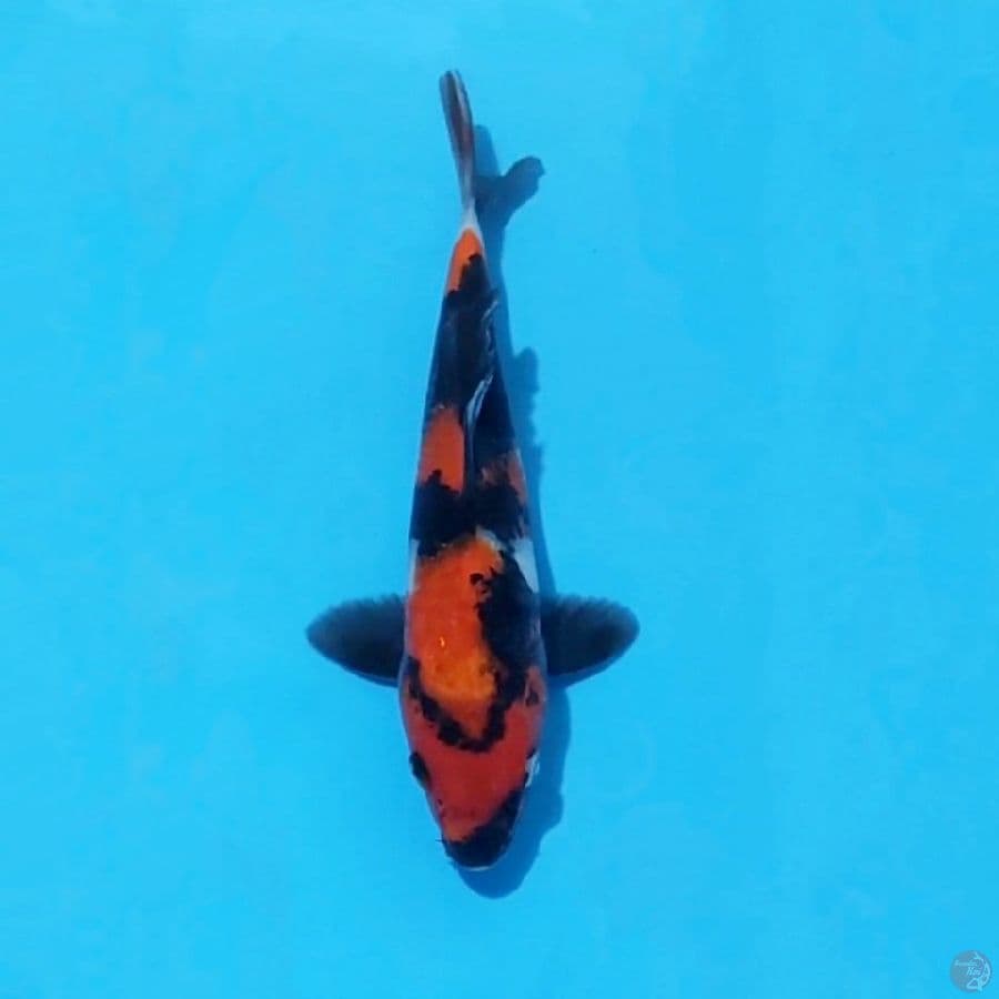 1. HI SHOWA 24 CM FEMALE