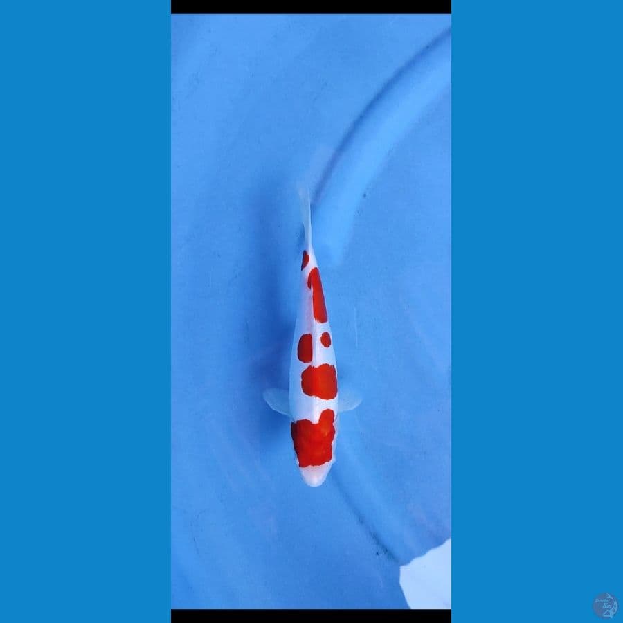 doitsu kohaku murni_22 cm