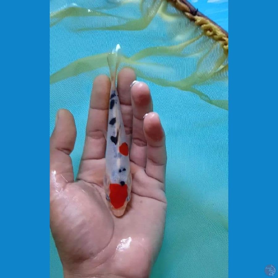 Tc Sanke Doitsu 15.Cm
