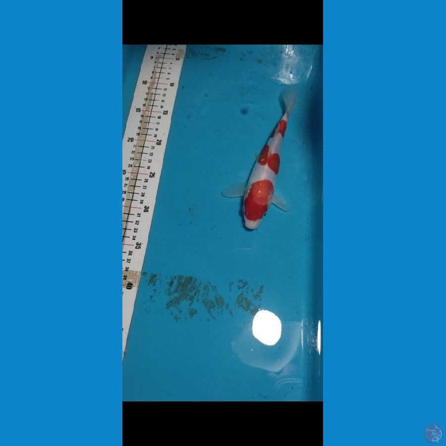 KOHAKU Doitsu 21cm