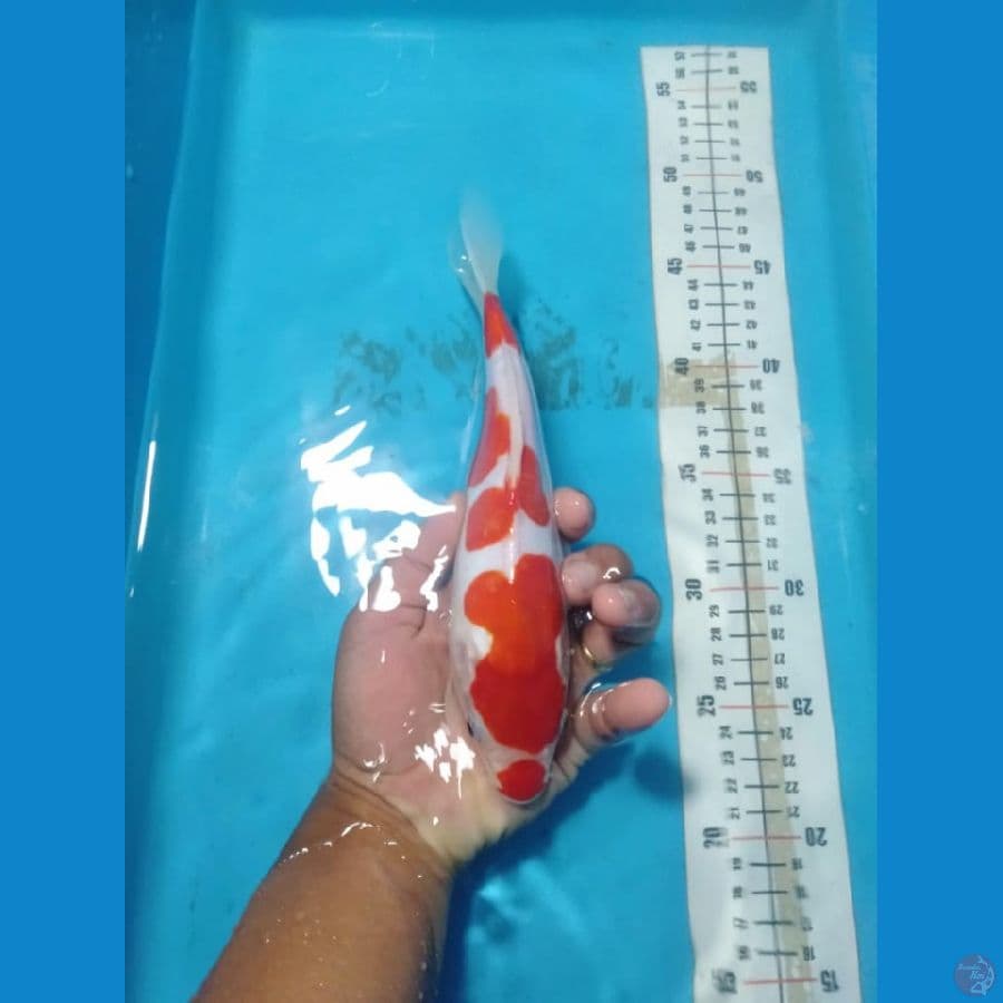 KOHAKU DOIT 24 CM