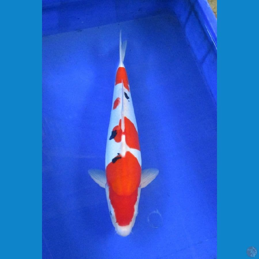 doitsu sanke ±37cm