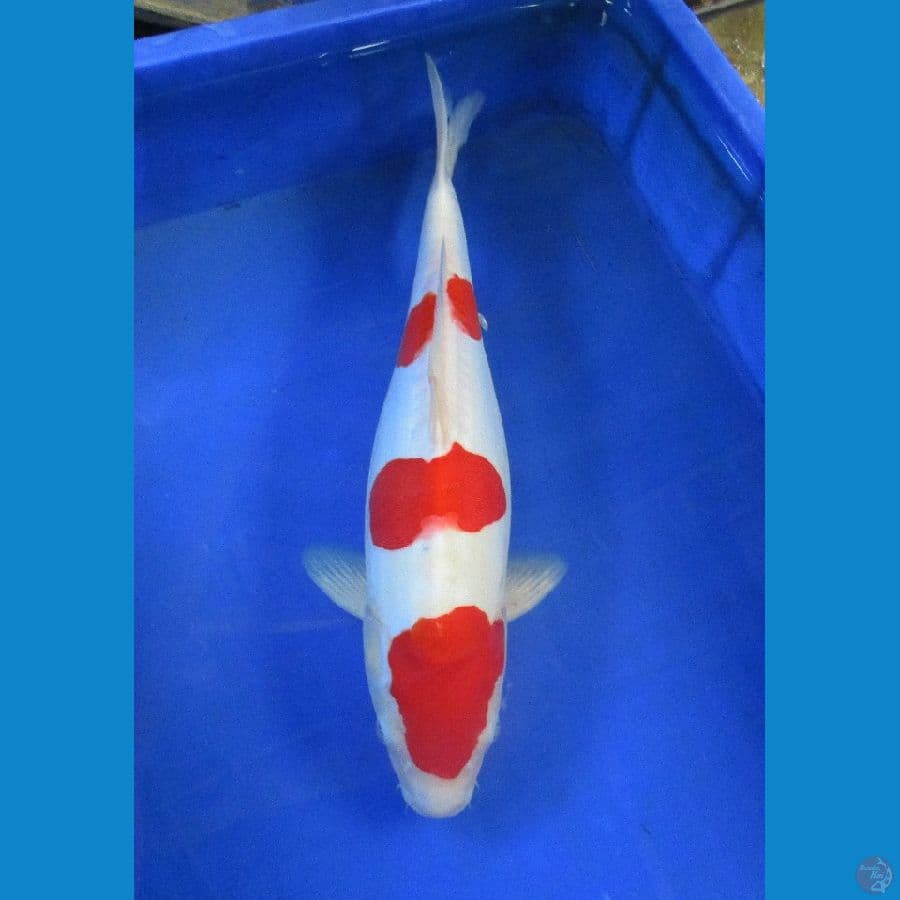 doitsu kohaku ±38cm