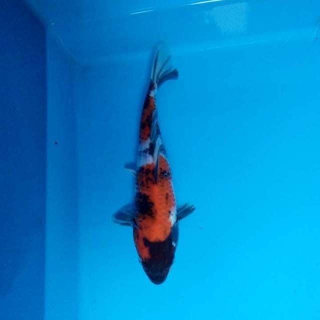 Showa