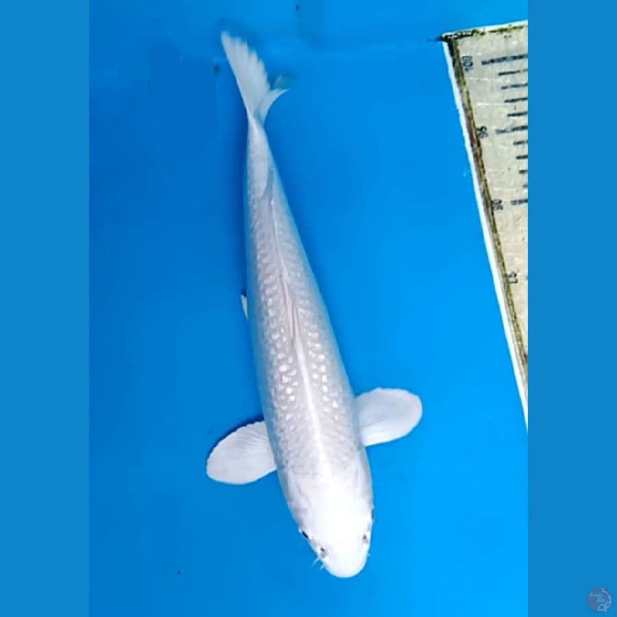 platinum salju 33cm fm