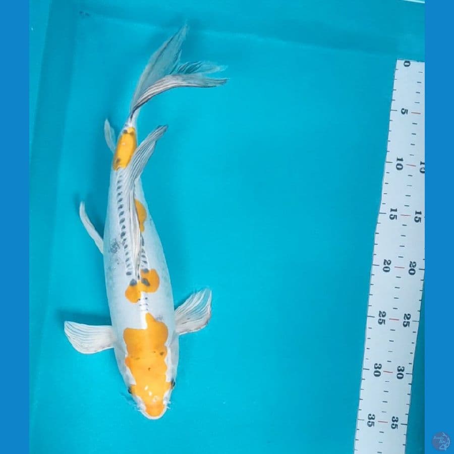 kumpay kawari doit 37cm