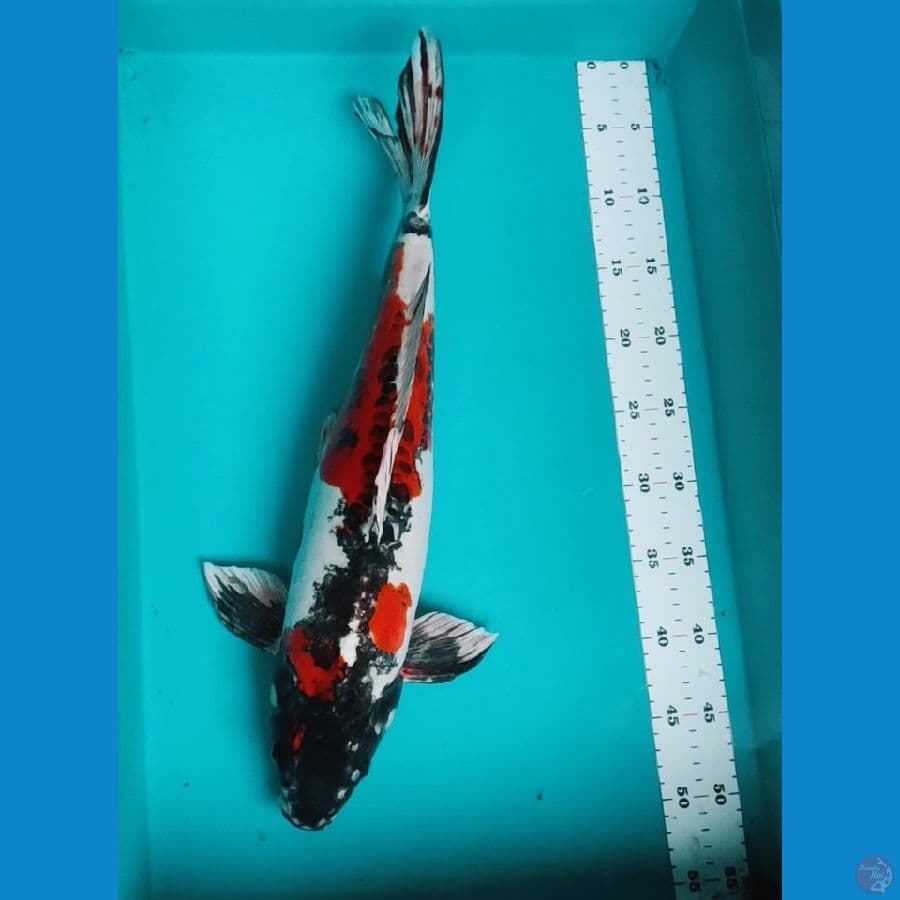 benikiko 47cm male evolution