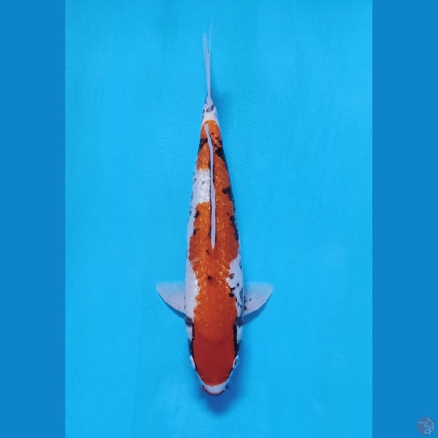 matsukawabake gindrind 38cm