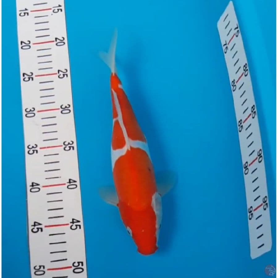 #kohaku doitsu 2step #size 28 cm
