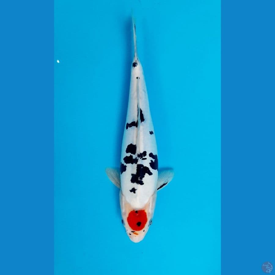 tc sanke doitsu 26cm