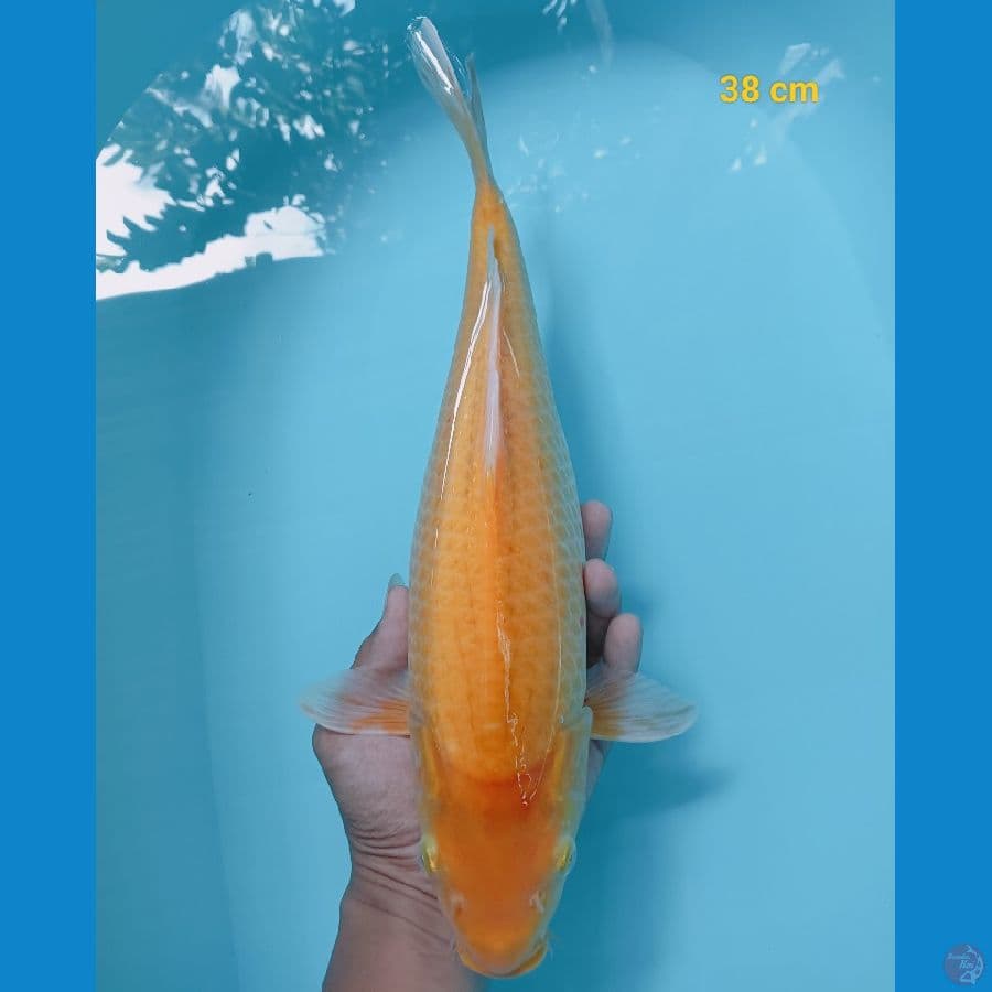 jagung bakar 38 cm
