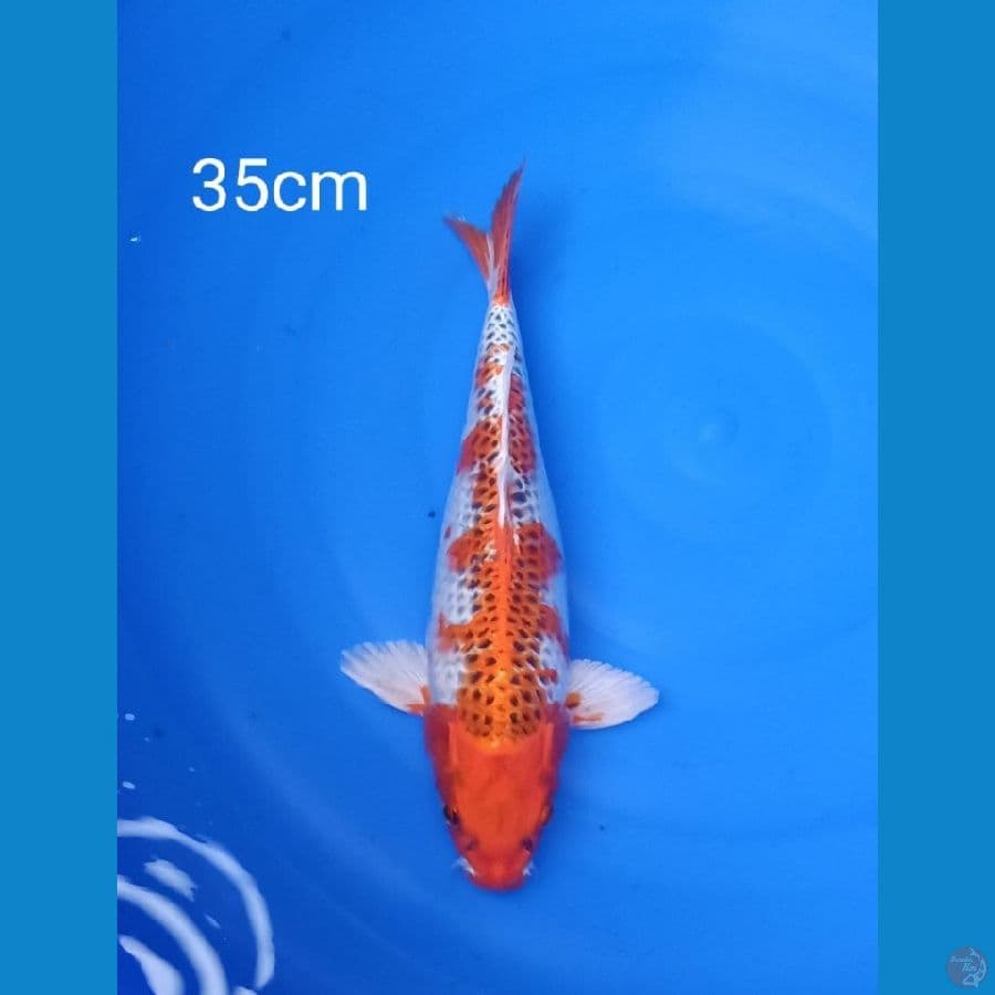 kujaku 35cm