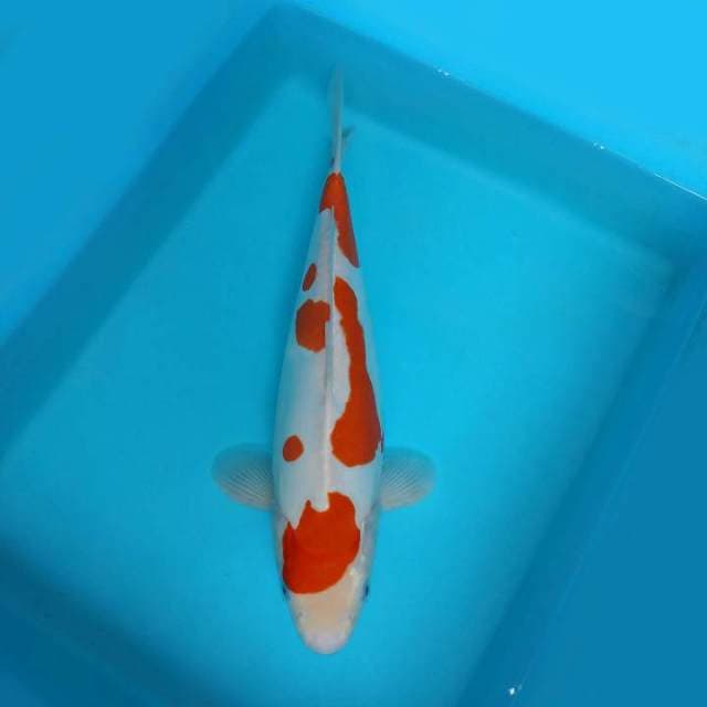 ATAKA 2 - KOHAKU DOITSU