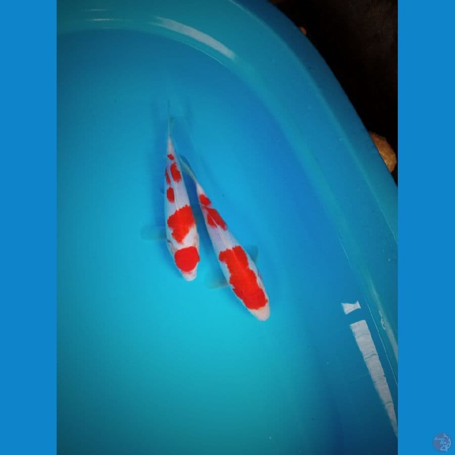 kohaku