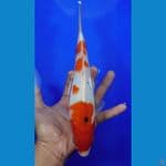 spesial ikan koi