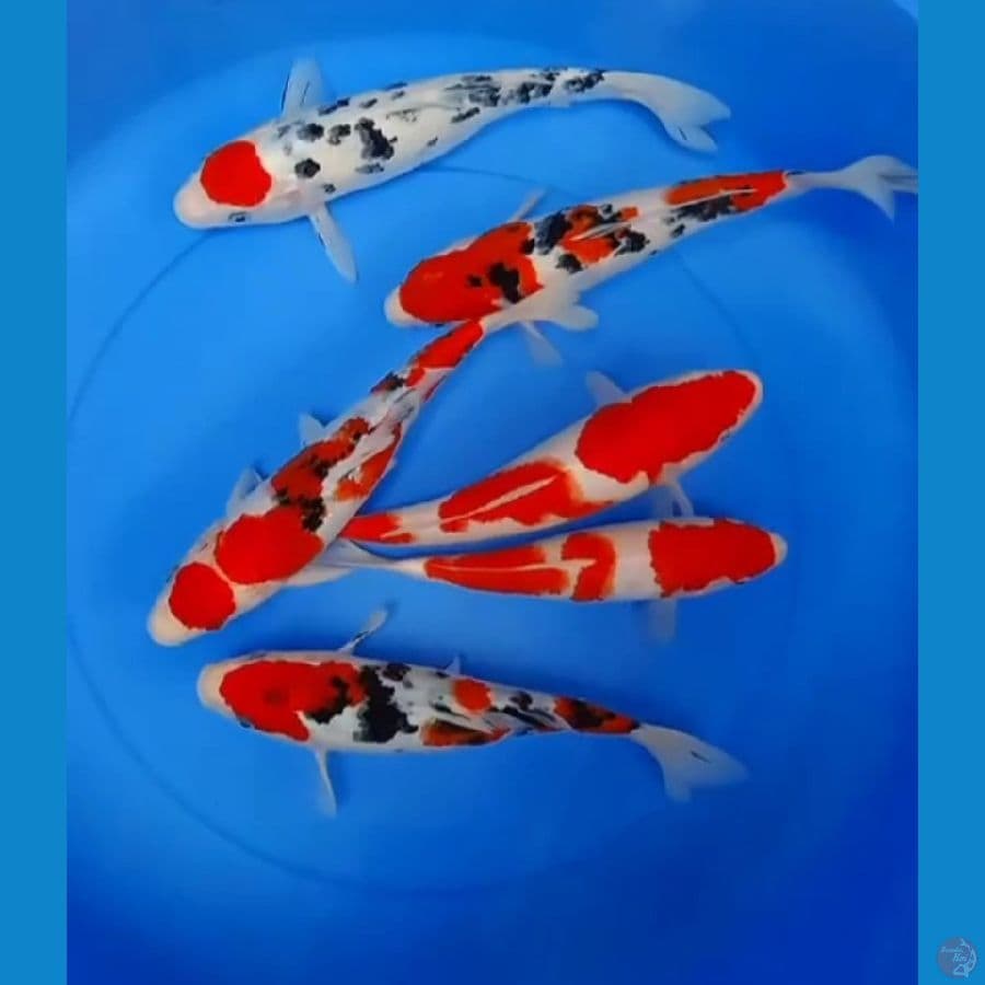 MINION KOHAKU SANKE 23_29CM 6ekor