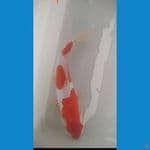 kohaku doitsu 27 cm
