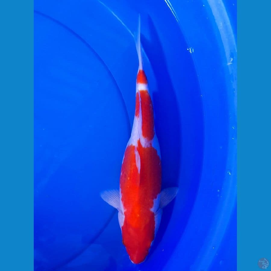 KOHAKU 34cm