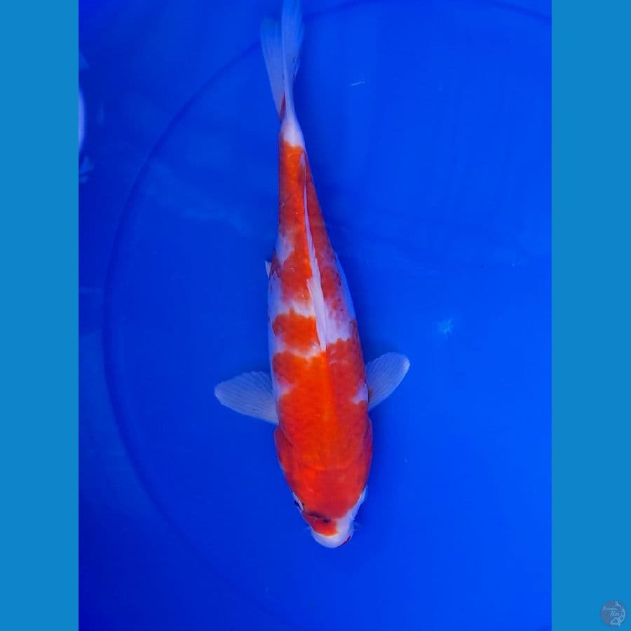 KOHAKU 30cm