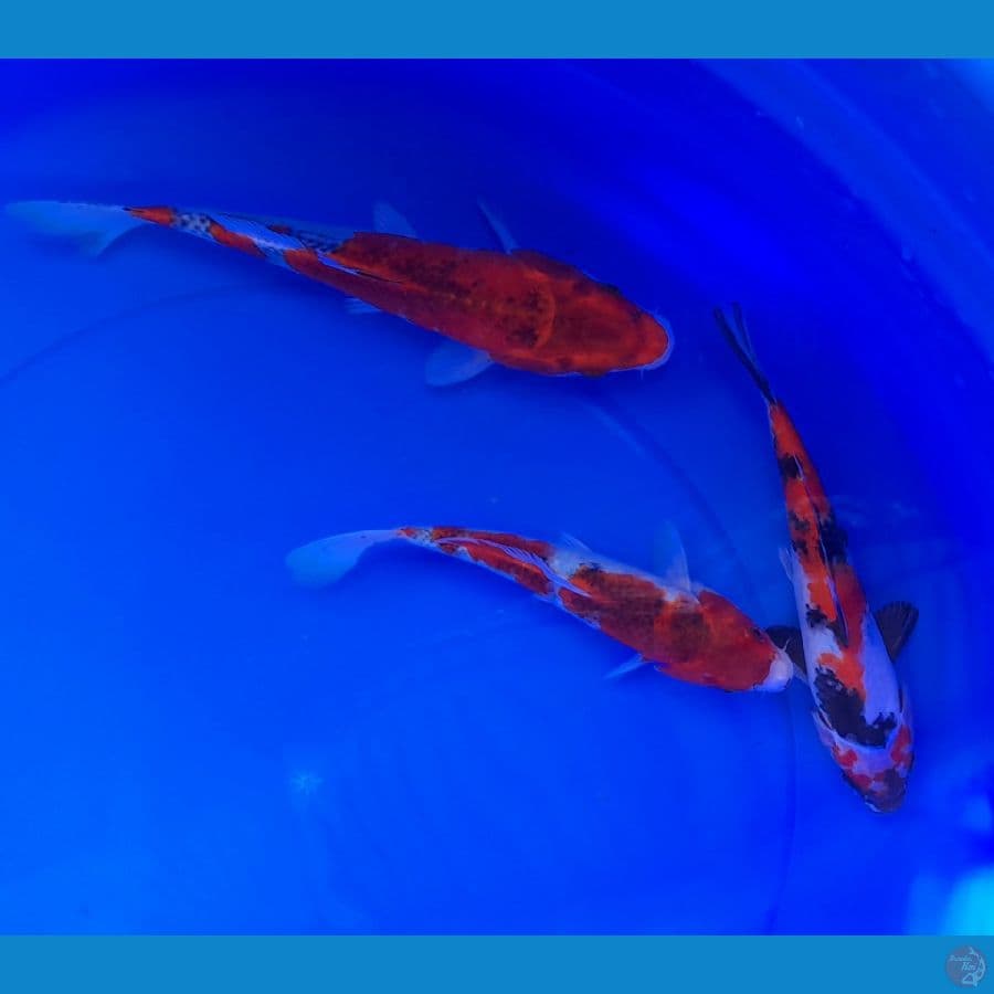 MIX 20-25CM