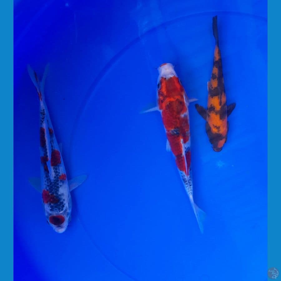 MIX 17-24cm