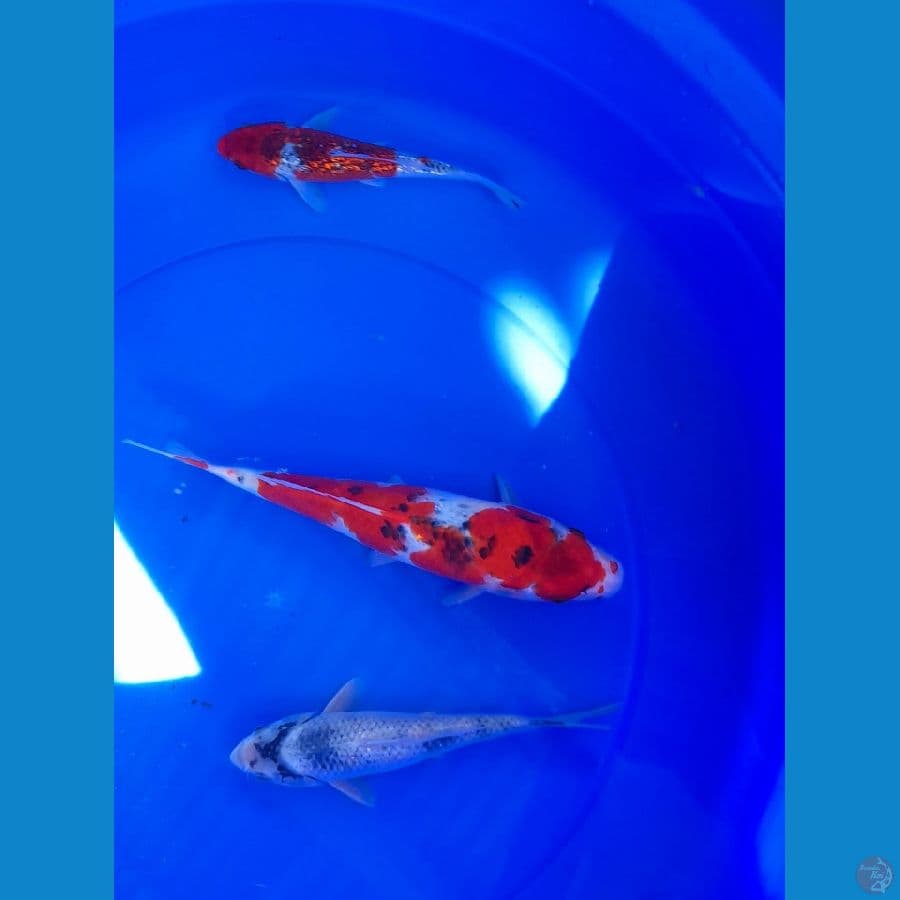 MIX 17-27CM