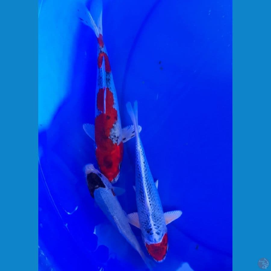 MIX 17-23CM