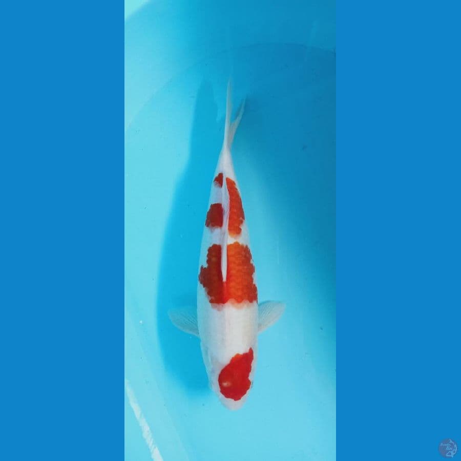 kohaku