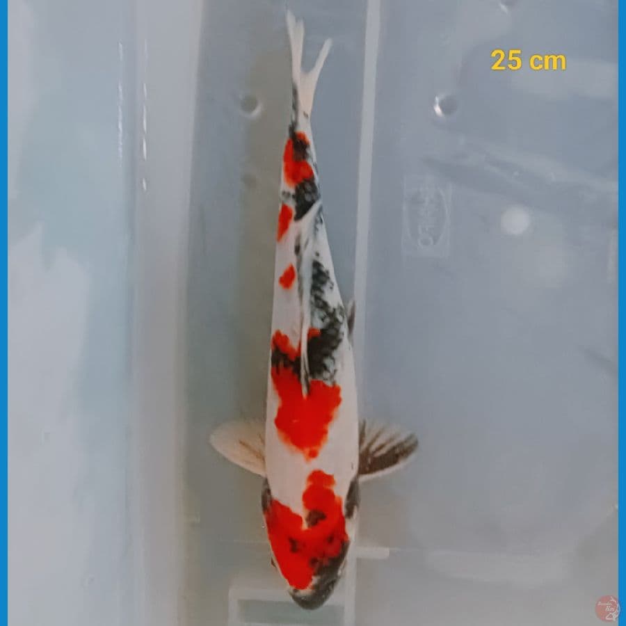 male kindai 25 cm