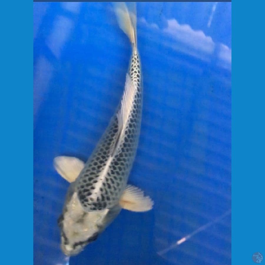 GIN MATSUBA BAHAN KEEP