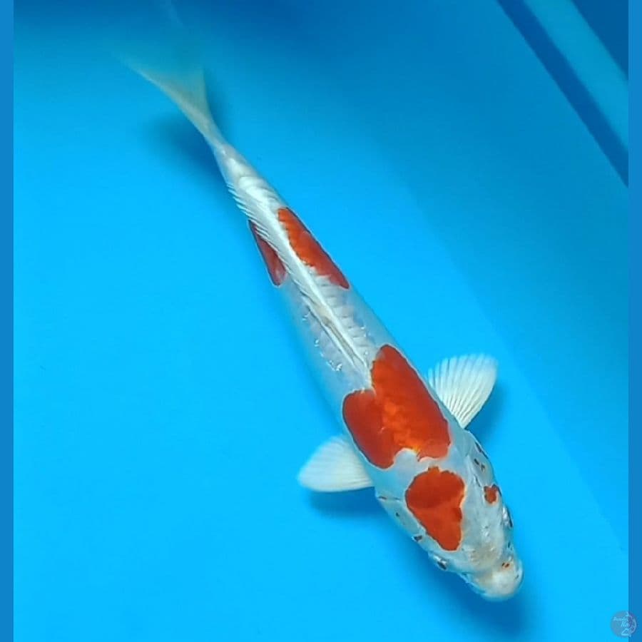 kikushui