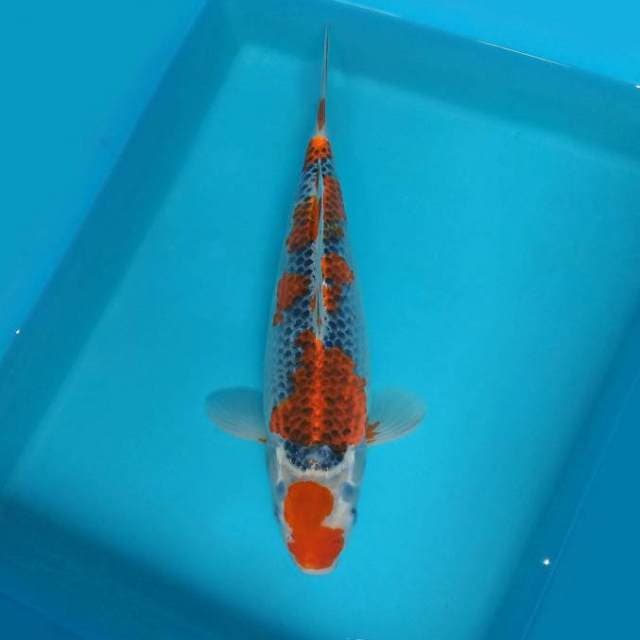 ATAKA 9 - GOSHIKI