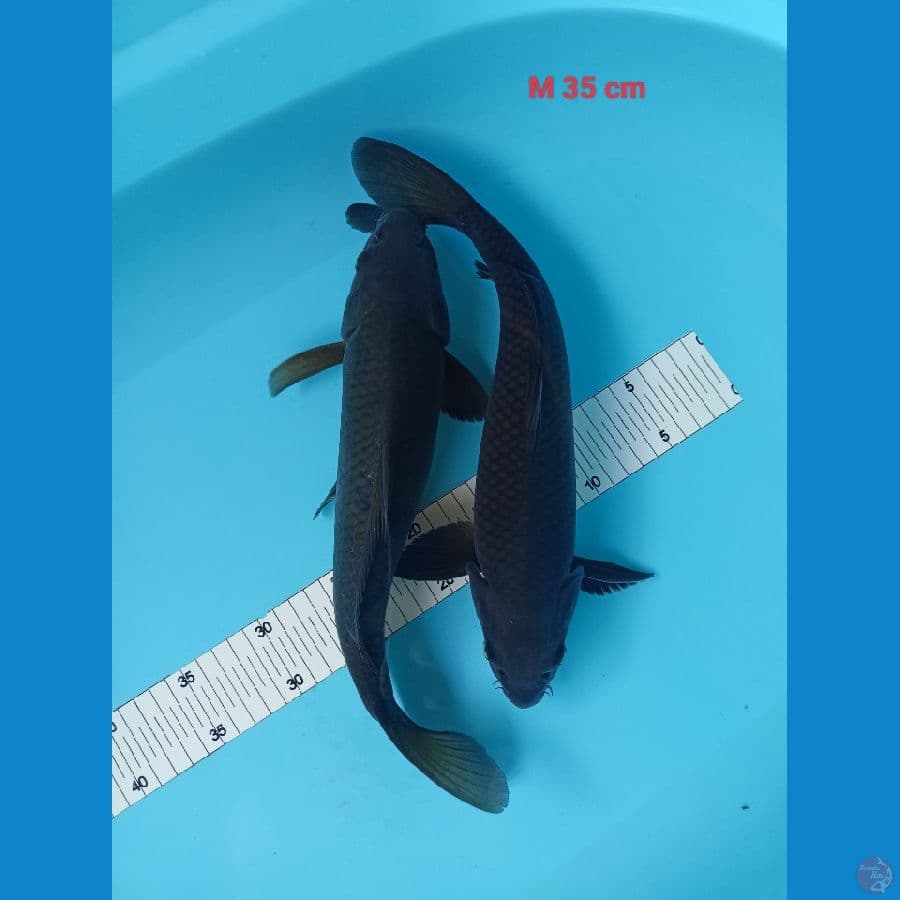 Black soragoi 35 cm 