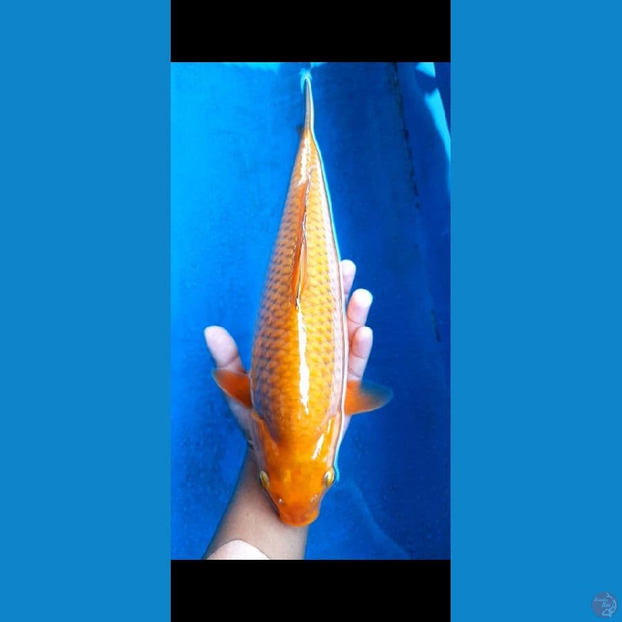 Chagoi tembaga munuk