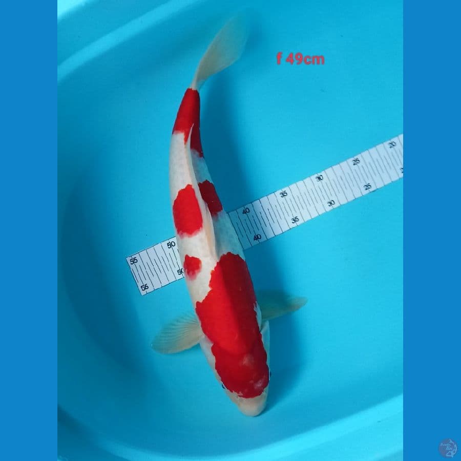 kohakhu fimale 49 cm