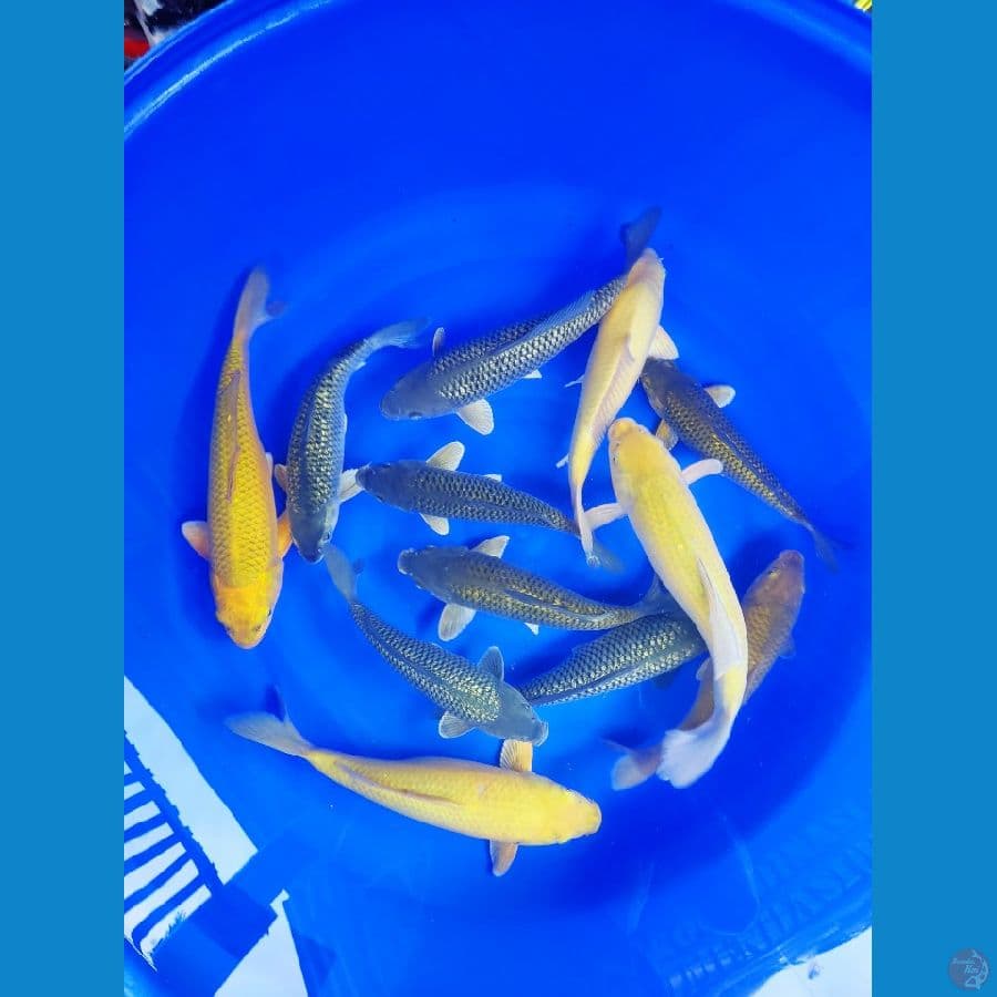 Mix Polosan