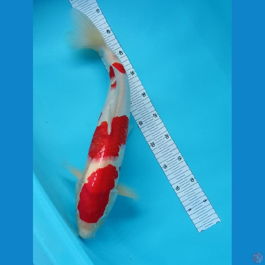 kohaku fimale 49 cm