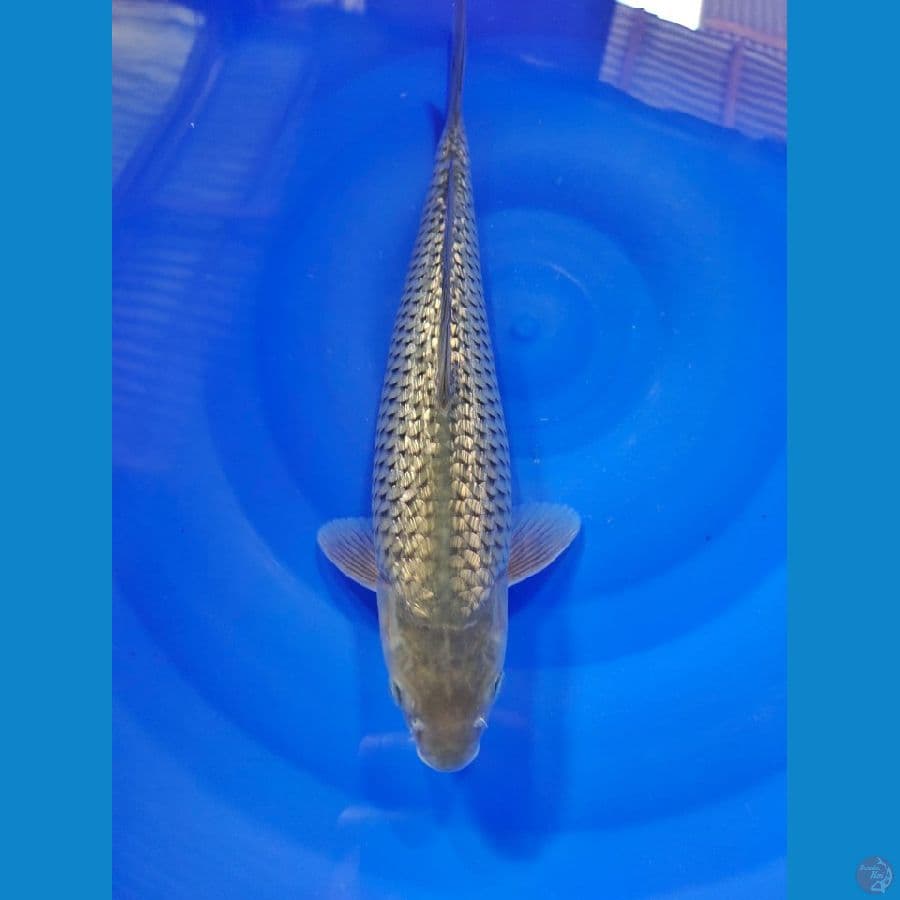 soragoi full ginrin 35cm