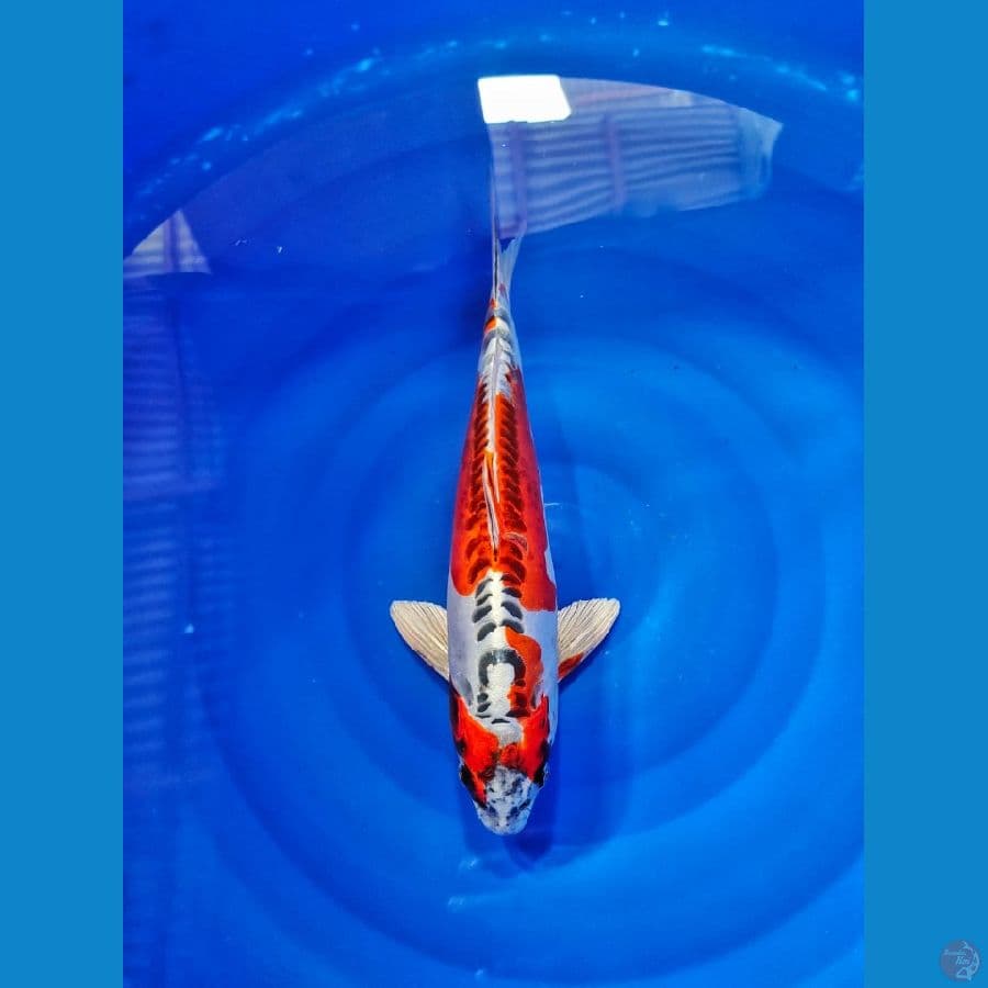 benikiko male 40cm