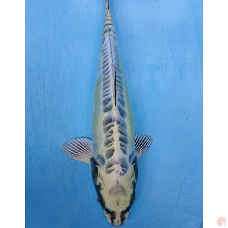 KIKO 35 CM