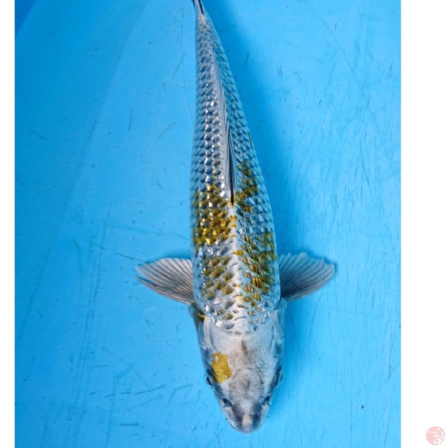 KOGANE OCHIBA GINRON 31 CM