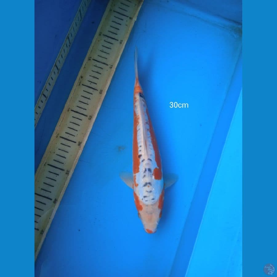 shusui 30cm
