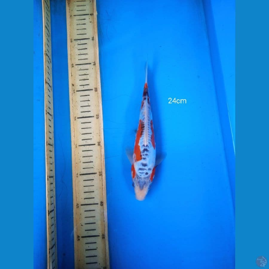 shusui 24cm