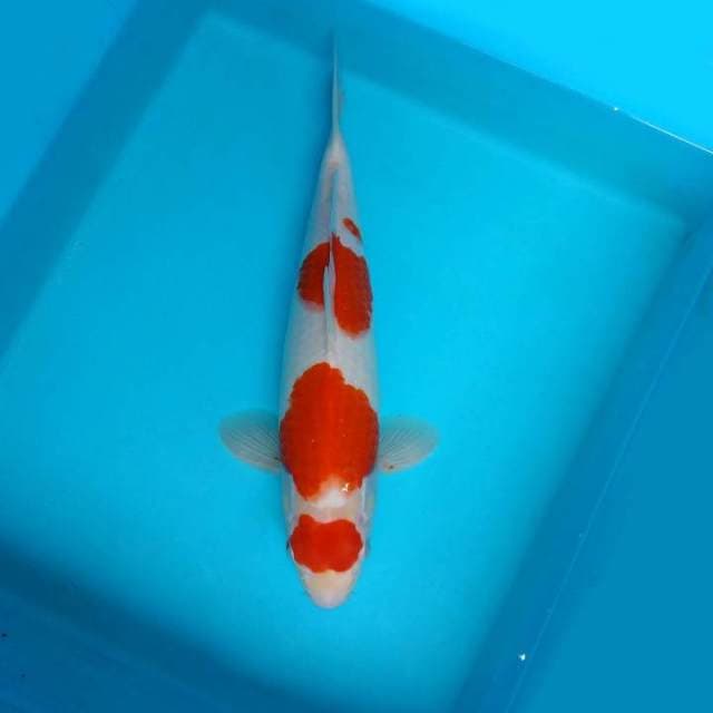 ATAKA 12 - MARUTEN KOHAKU