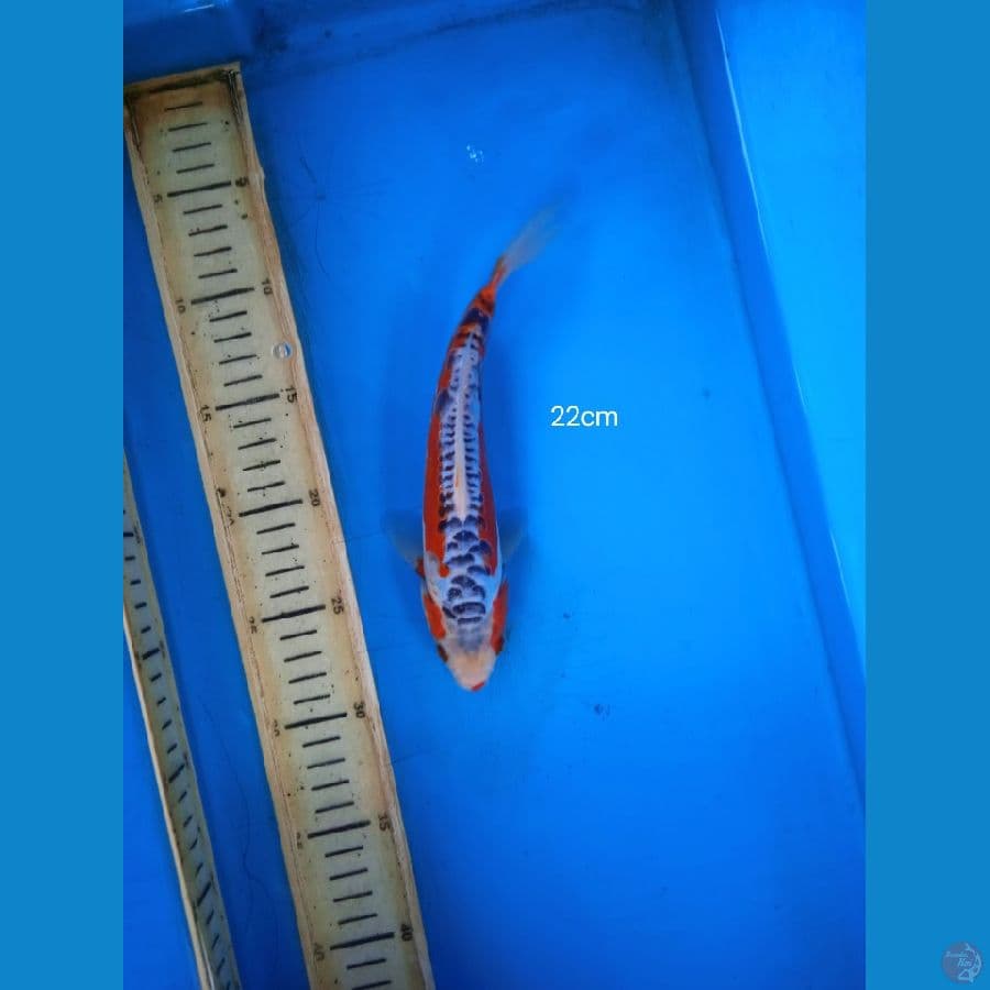 shusui 22cm