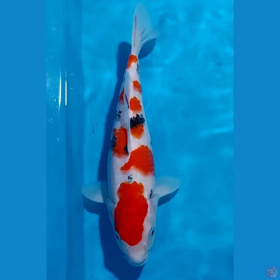 SQ SANKE 31 CM